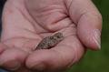 Mountain Short-horned Lizard